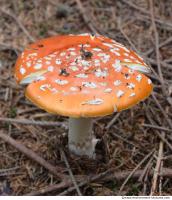 Photo Texture of Mushroom 0003